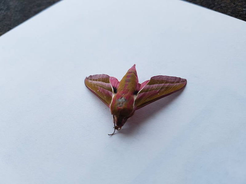 A beautiful moth visitor in our window