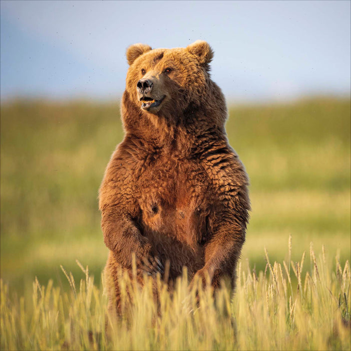 WWF Open Card for Blank, Conv Design