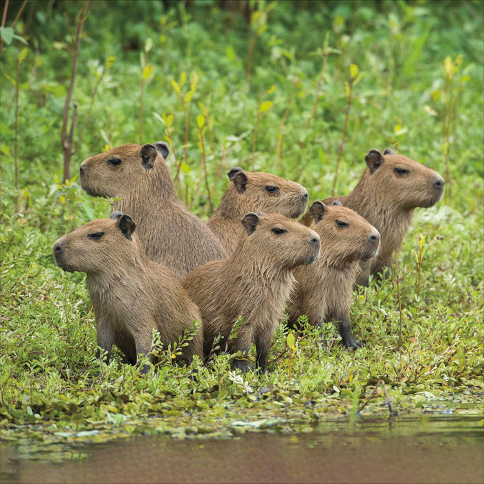 WWF Open Card for Blank, Conv Design