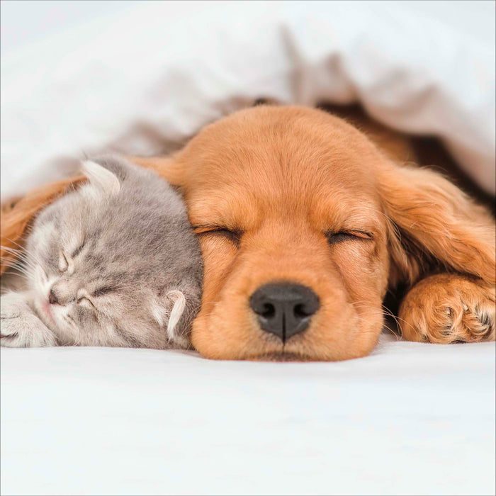 Camden Photographic Open Card for Blank, Conv Design