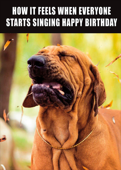 Memes Birthday Card for Hum, Hum Design