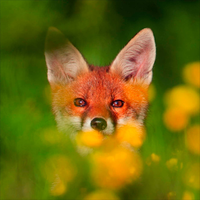 WWF Open Card for Blank, Conv Design