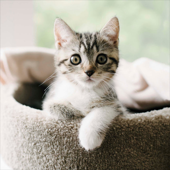 Camden Photographic Open Card for Blank, Conv Design