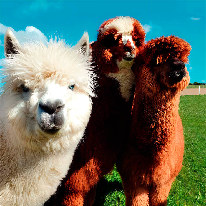 Camden Wildlife Open Card for Blank, Conv Design