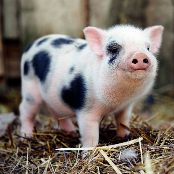 Camden Wildlife Open Card for Blank, Conv Design