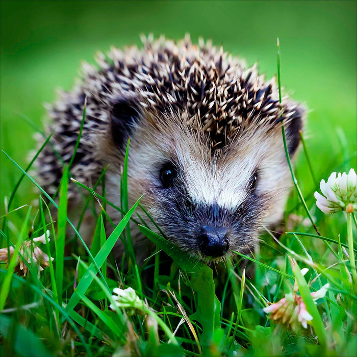 Camden Wildlife Open Card for Blank, Conv Design