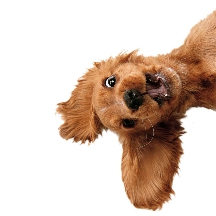 Camden Photographic Open Card for Blank, Conv Design